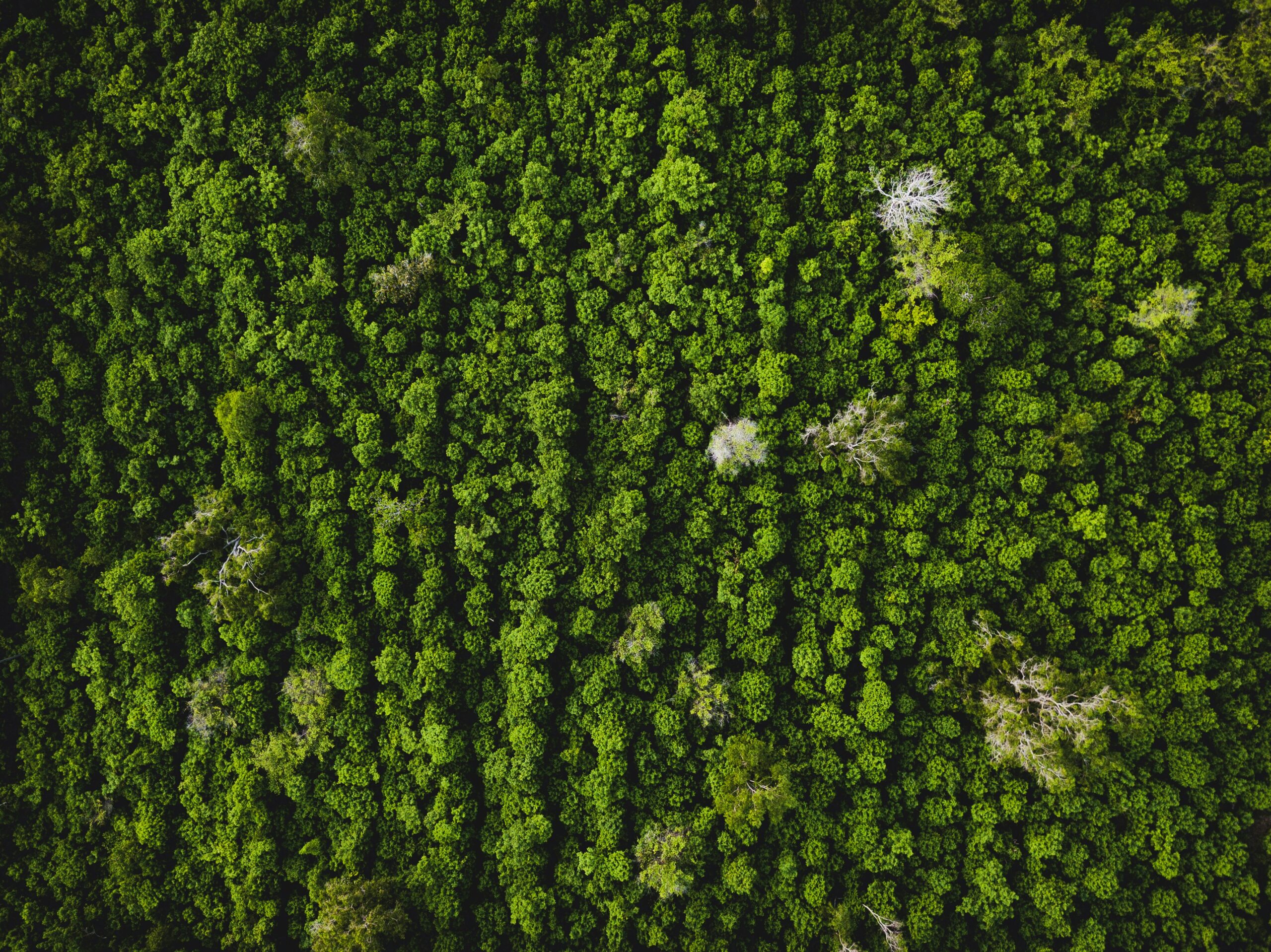 Traction Battery Regeneration and Environmental Actions in Companies
